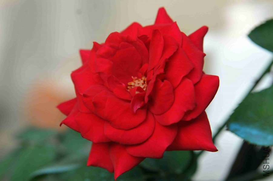 DSC_4749_����.jpg