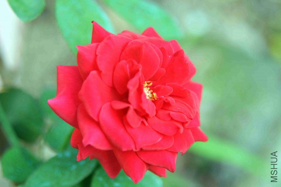 DSC_4751_����.jpg