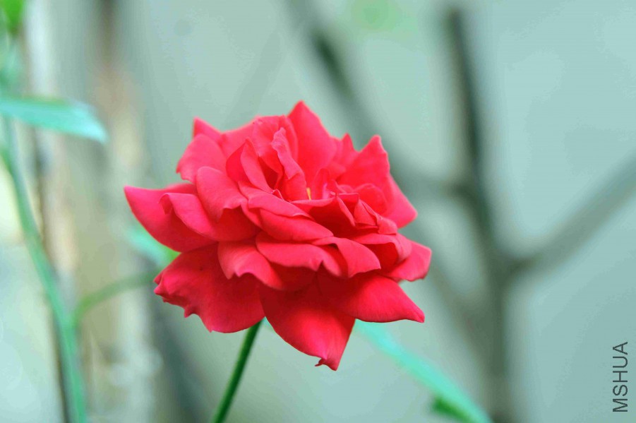 DSC_4752_����.jpg