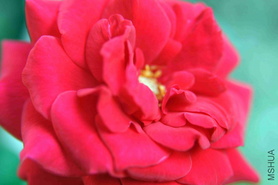 DSC_4753_����.jpg