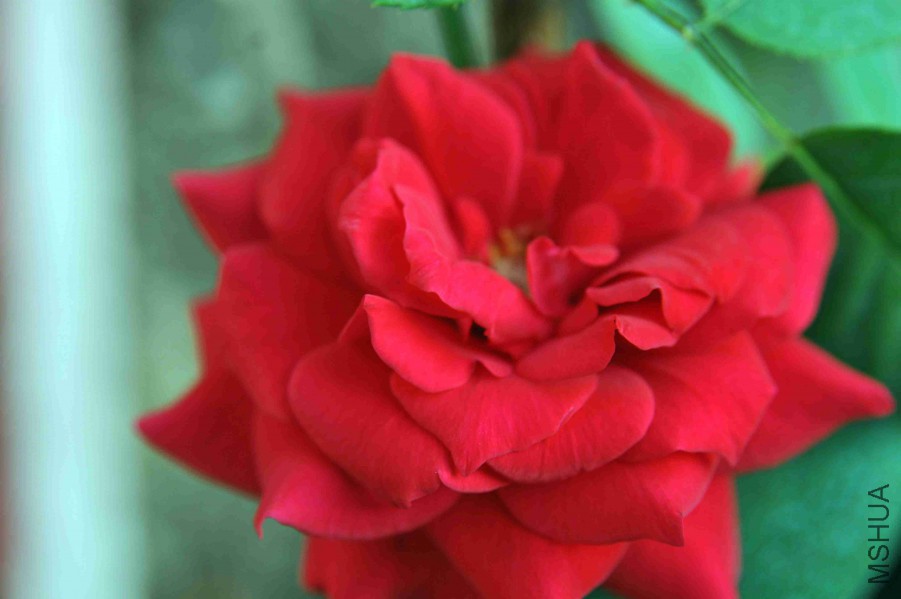 DSC_4754_����.jpg