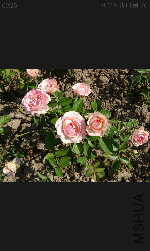 S50807-092543.jpg