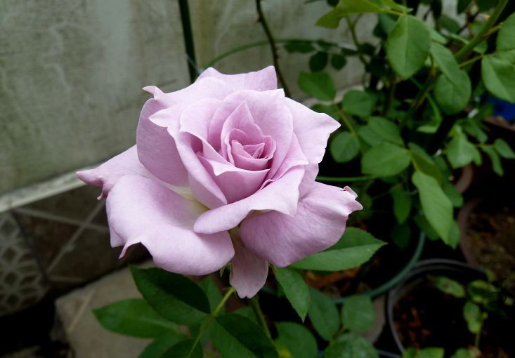 QQͼƬ20150807110111.jpg