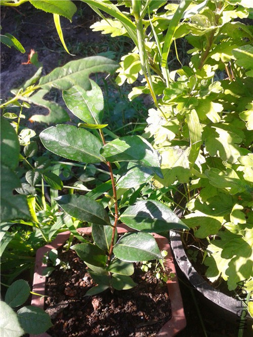 ����������