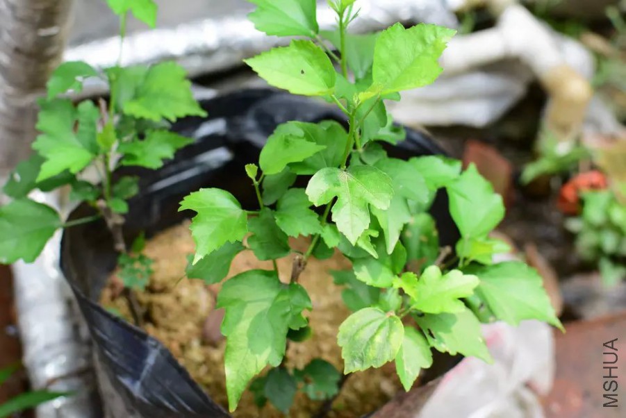 ��ɳ��Ǥ���ľ�Ȼ�