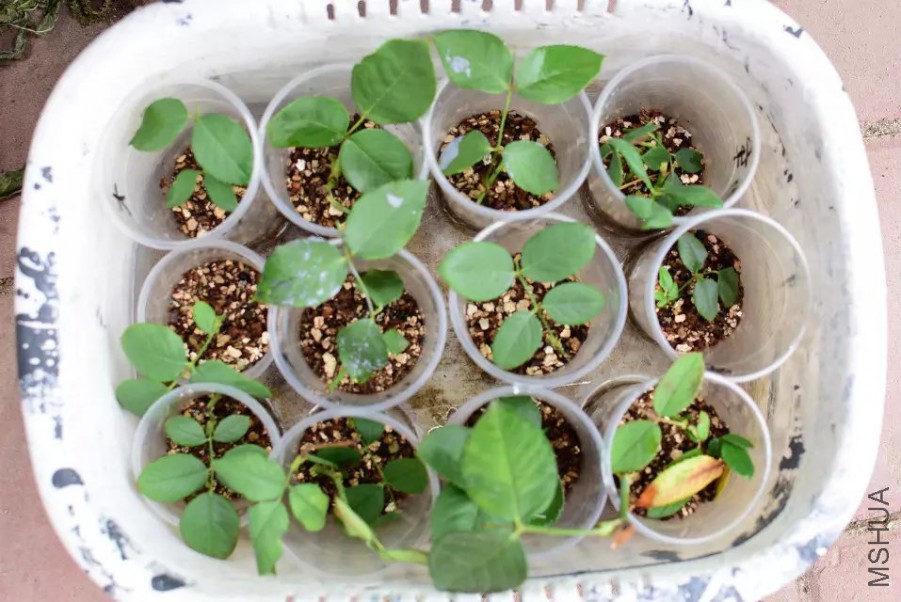 Ǥ�弸����¼�