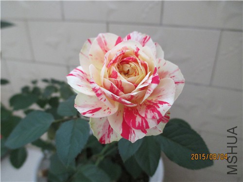 IMG_5655.jpg
