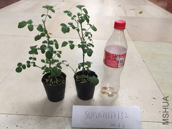 IMG_0145.JPG