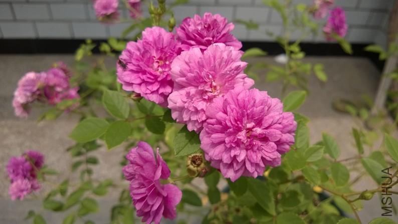 WP_20150510_008.jpg