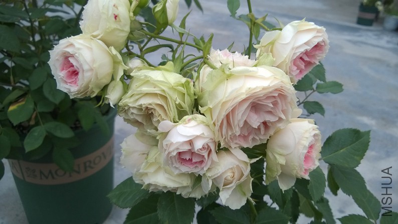 WP_20150509_027.jpg