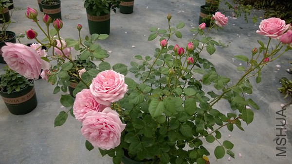 WP_20150510_004.jpg