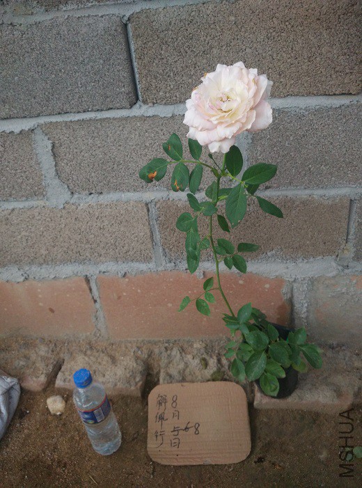 IMG_20150808_181218.jpg