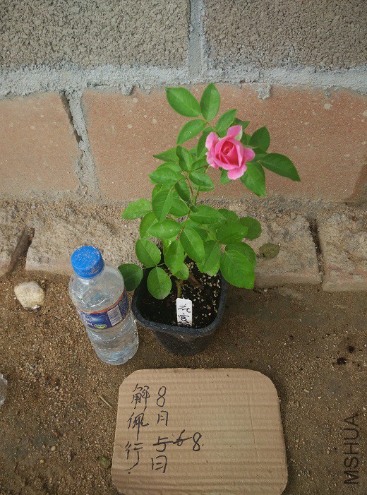 IMG_20150808_181802.jpg
