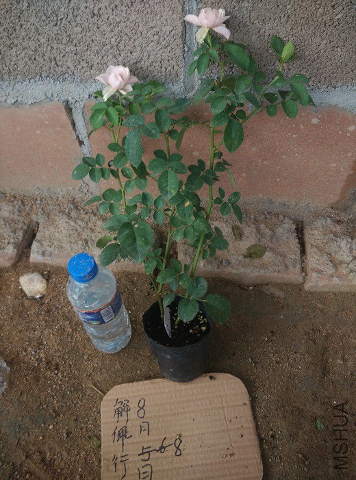 IMG_20150808_182153.jpg