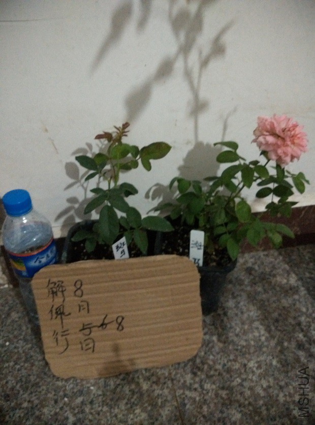 IMG_20150808_203919.jpg