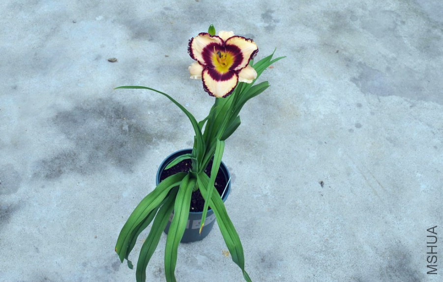 F1-790���Ĳʵ� (3).jpg