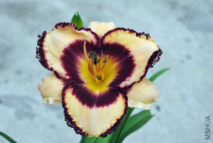 F1-790���Ĳʵ� (7).jpg