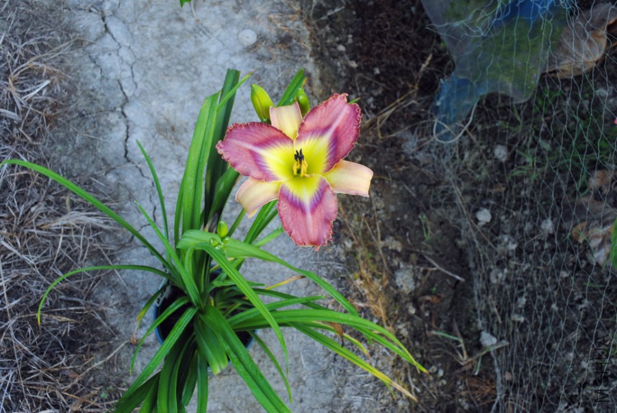 F1-811����ʵ� (5).jpg