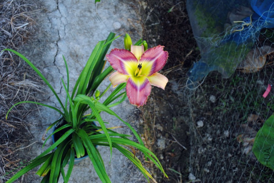 F1-811����ʵ� (6).jpg