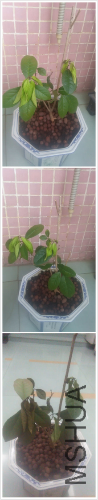 JoinPintu_20150808_225515.jpg