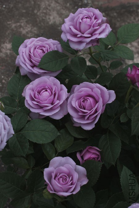 DPP_0007.JPG