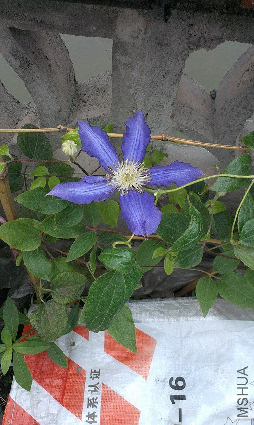 IMAG1364.jpg