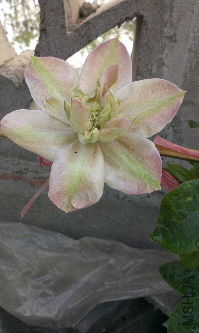 IMAG1036.jpg