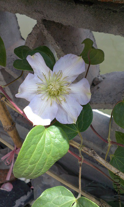 IMAG1244.jpg
