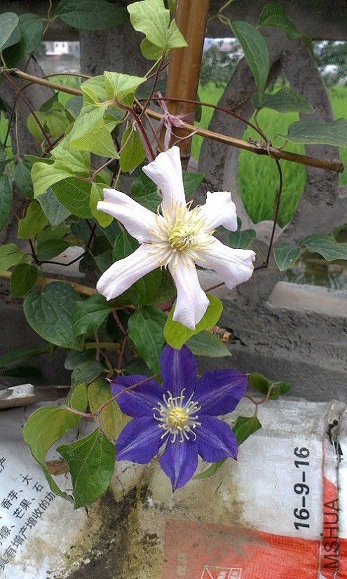 IMAG1394.jpg