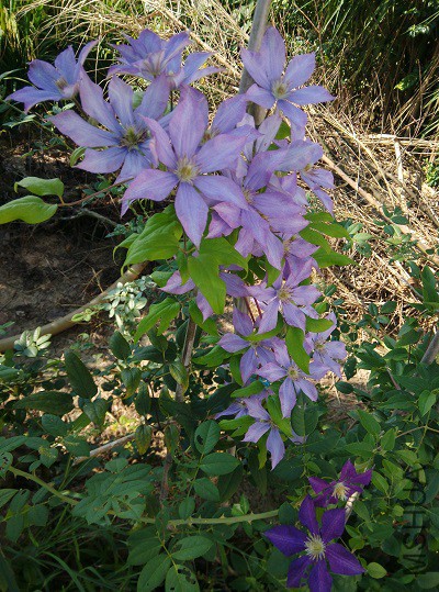 IMG_20150806_085338.jpg