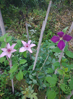 IMG_20150711_070145.jpg