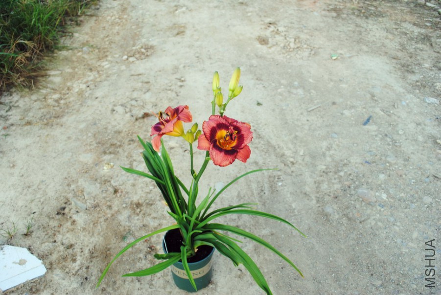 F1-797�����ʵ�1 (5).jpg