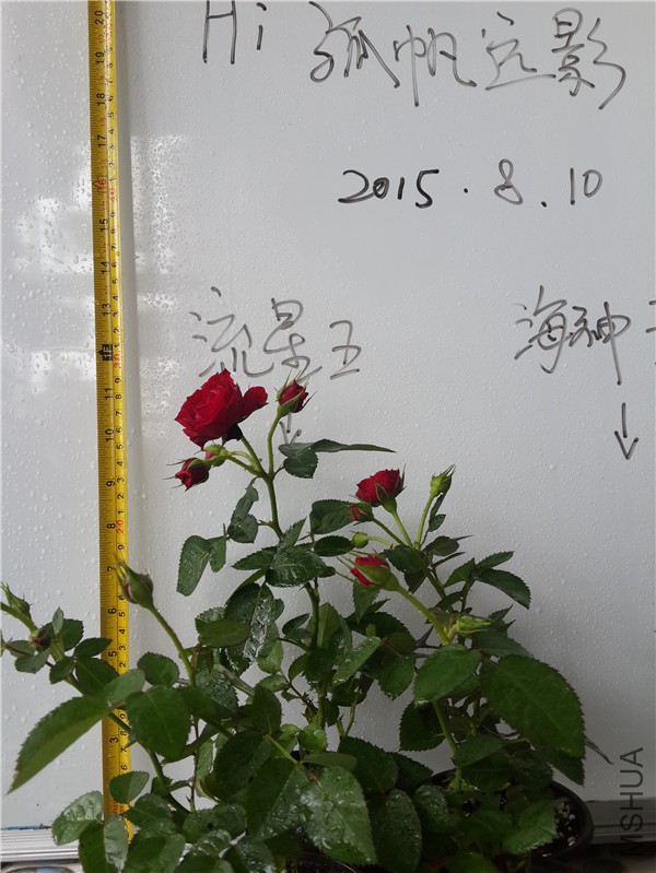 20150810_121820.jpg