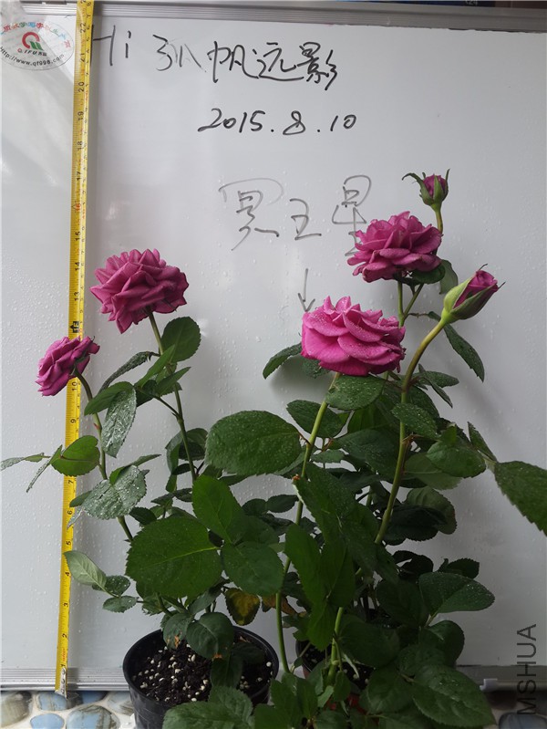 20150810_122431.jpg
