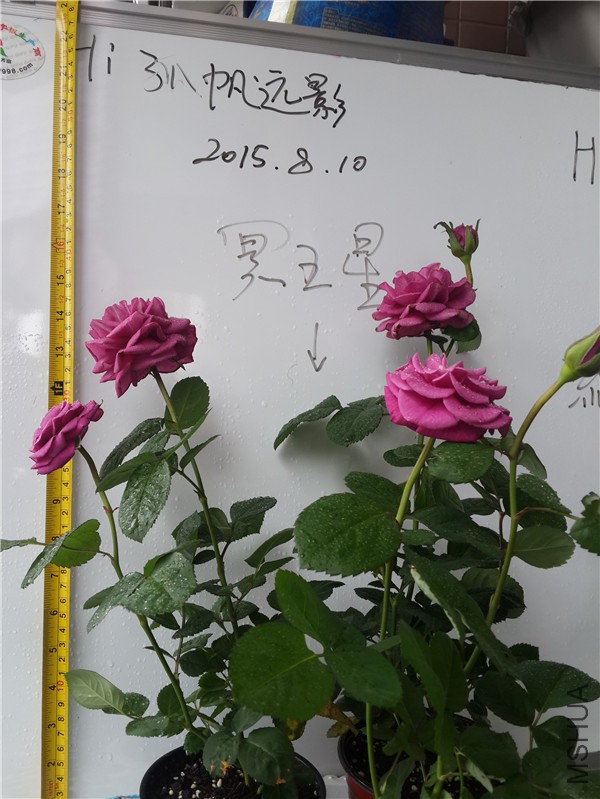 20150810_122510.jpg