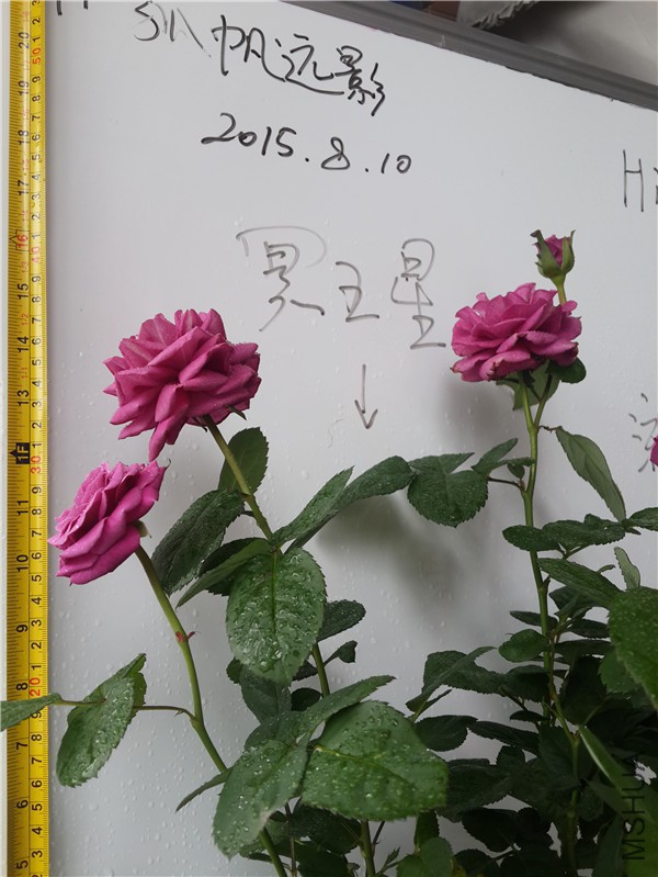 20150810_122537.jpg