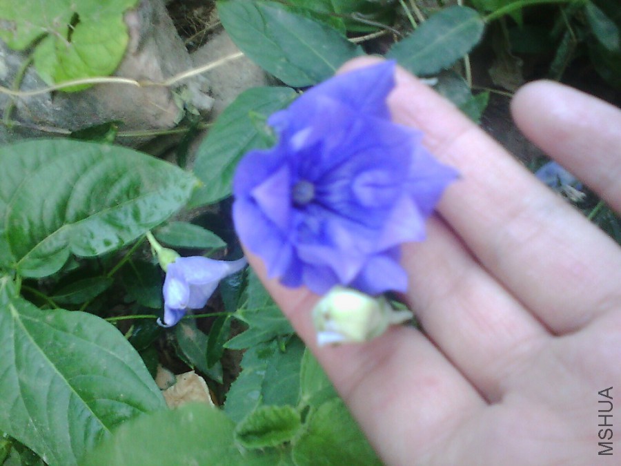 IMG0852A.jpg