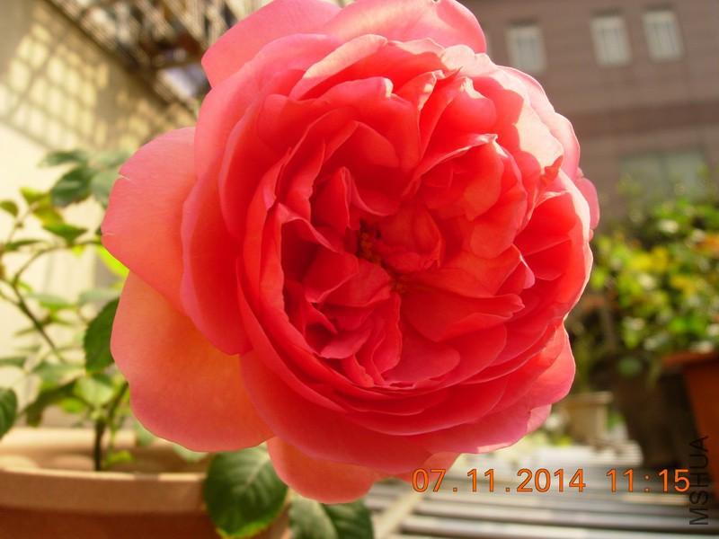 DSCN0714_resize.JPG