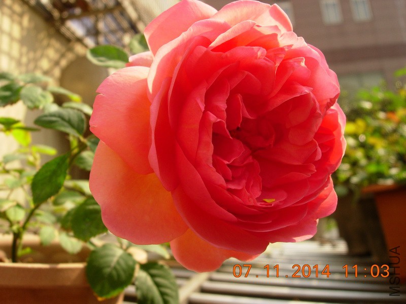 DSCN0616_resize.JPG