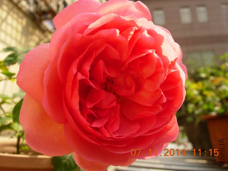 DSCN0718_resize.JPG
