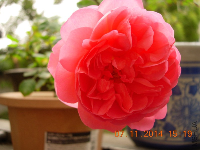 DSCN0827_resize.JPG