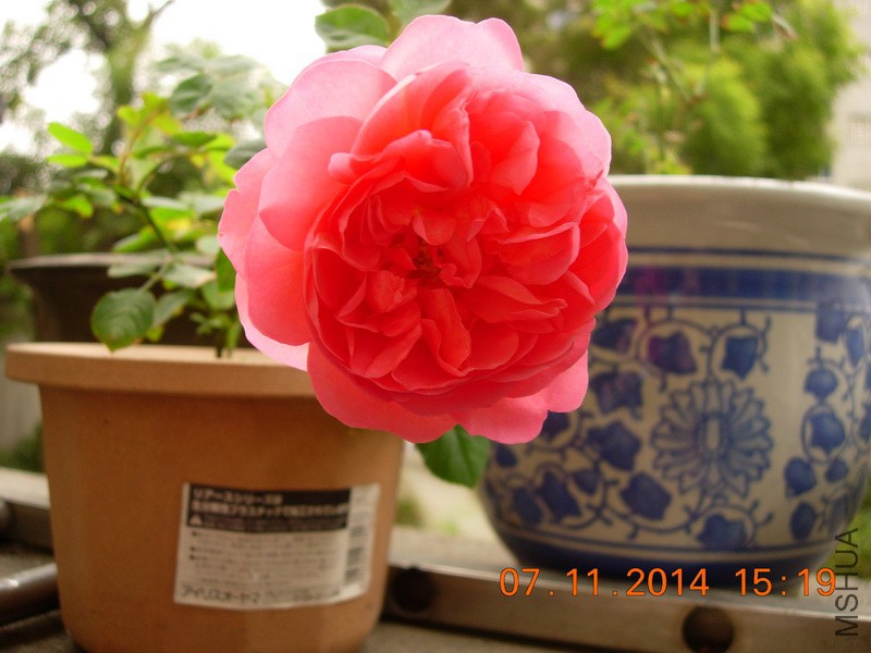 DSCN0830_resize.JPG