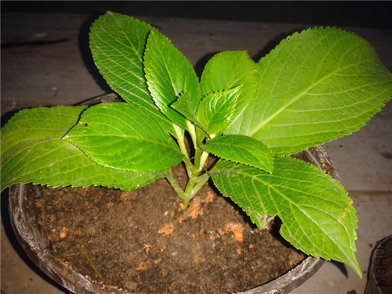 2015-08-10 18.45.15.jpg