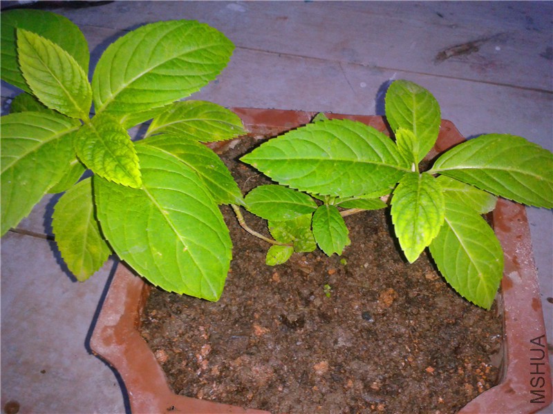 2015-08-10 18.35.40.jpg