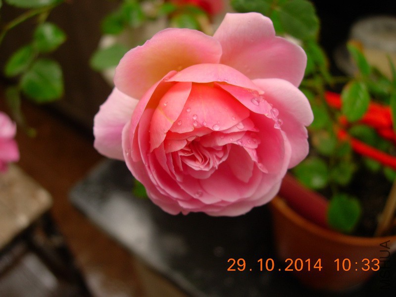 DSCN0943_resize.JPG