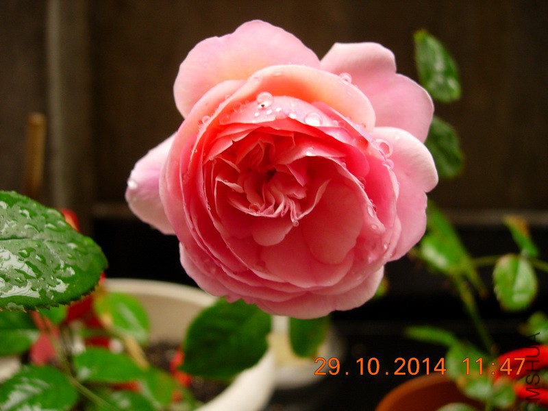 DSCN9374_resize.JPG