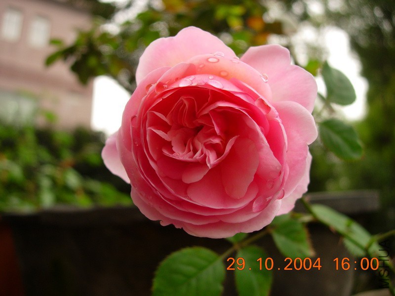 DSCN9389_resize.JPG