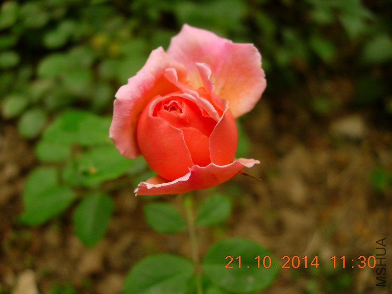 DSCN9462_resize.JPG