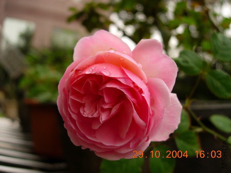 DSCN9435_resize.JPG