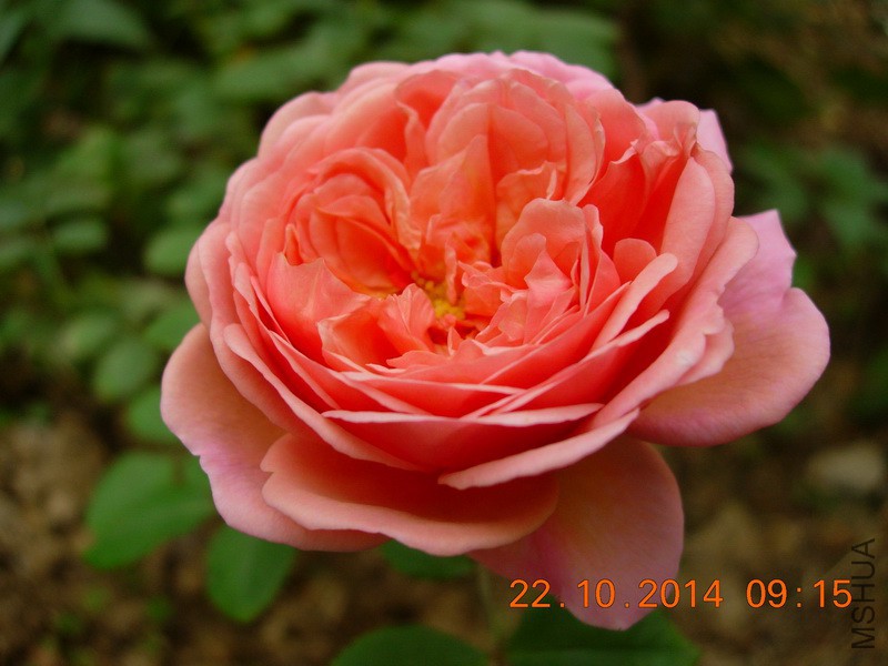 DSCN9518_resize.JPG